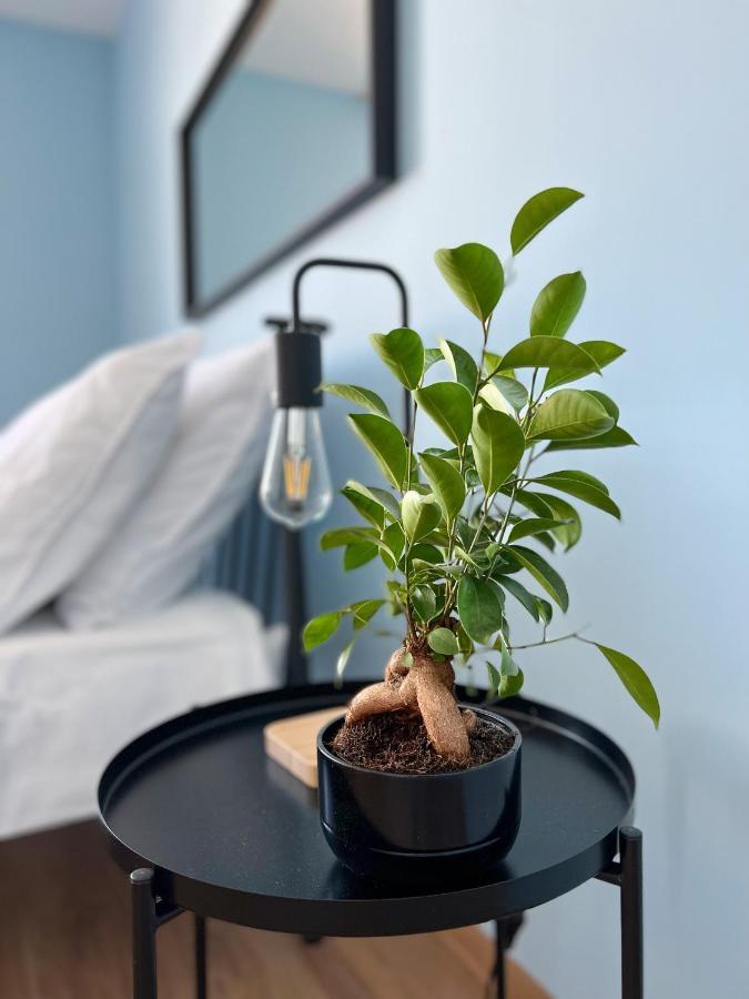 צ'שין Apartamenty Rynek 7 מראה חיצוני תמונה